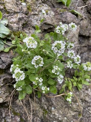 Arabis serrata