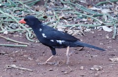 Bubalornis niger niger