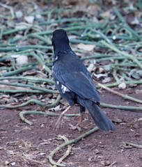 Bubalornis niger niger