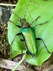 Anthophylax viridis