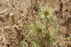 Carduoideae
