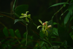 Vanilla albida
