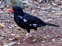 Bubalornis niger niger