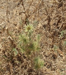 Carduoideae