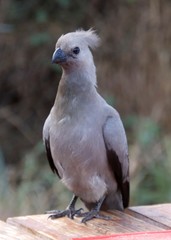 Corythaixoides concolor concolor