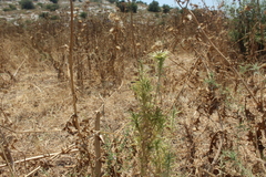 Carduoideae