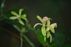 Vanilla albida
