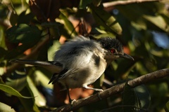 Dryoscopus cubla okavangensis
