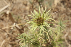 Carduoideae