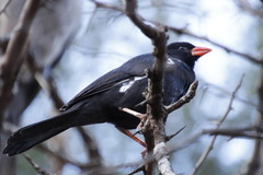 Bubalornis niger niger