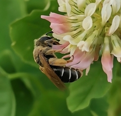 Taeniandrena