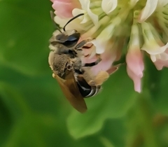 Taeniandrena