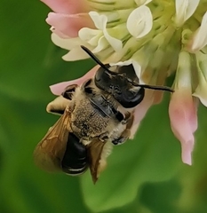 Taeniandrena
