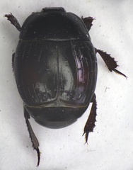 Margarinotus purpurascens