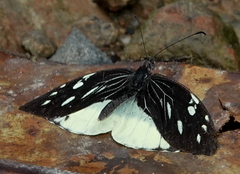 Lieinix nemesis nemesis