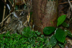 Eucosia longirostrata