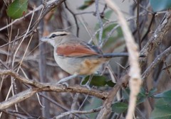 Tchagra australis australis