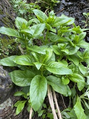 Scrophularia grayana