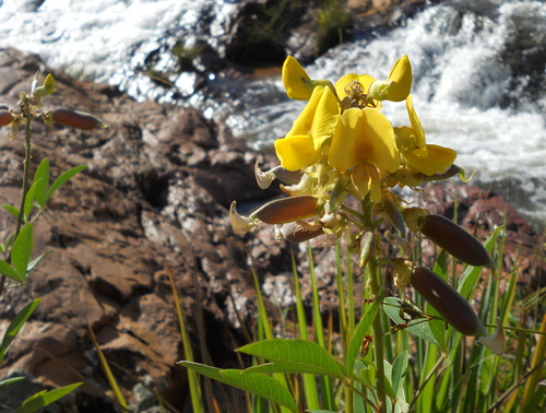 Crotalaria micans iNat (2)