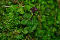 Ophiorrhiza mitchelloides