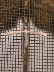 Hellinsia homodactylus