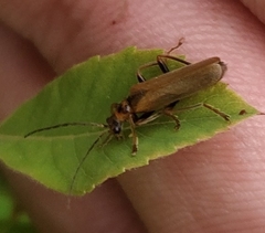 Cantharis rufa