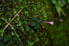 Ophiorrhiza mitchelloides