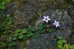 Ophiorrhiza mitchelloides