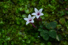 Ophiorrhiza mitchelloides