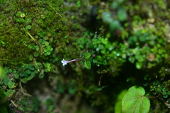 Ophiorrhiza mitchelloides