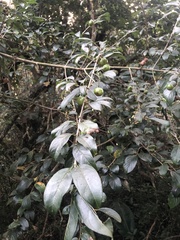 Vanguerieae