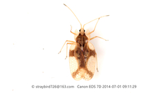 Uhlerites debilis