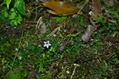 Ophiorrhiza mitchelloides