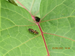 Syrphidae