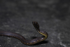 Psammodynastes pulverulentus