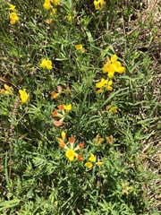 Lotus corniculatus