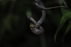 Psammodynastes pulverulentus