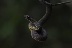 Psammodynastes pulverulentus