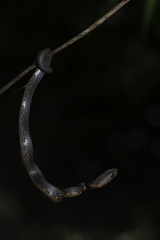 Psammodynastes pulverulentus