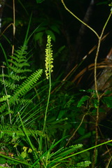 Calanthe davidii