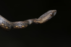 Psammodynastes pulverulentus