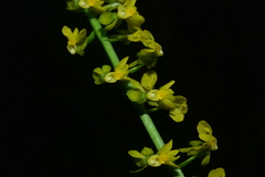 Calanthe davidii