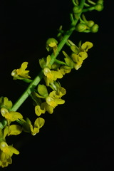 Calanthe davidii