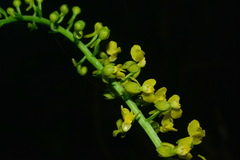 Calanthe davidii
