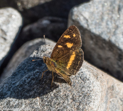 Telenassa berenice