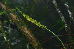 Calanthe davidii