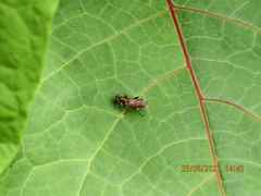 Syrphidae