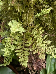 Adenophorus tamariscinus