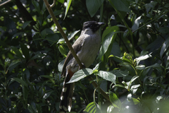 Pycnonotus aurigaster