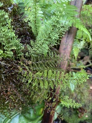 Adenophorus tamariscinus